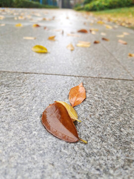 秋雨落叶