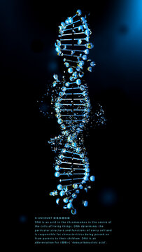 DNA核酸