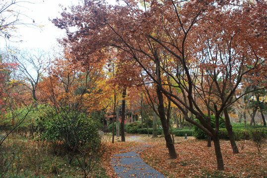 日照植物园秋景