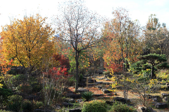 日照植物园秋色