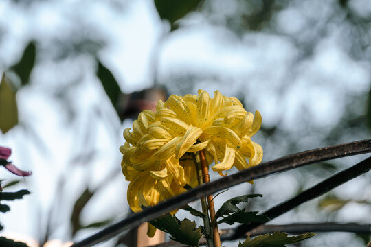 黄色菊花