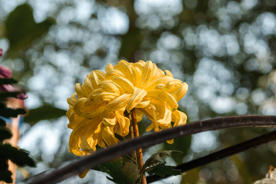 黄色菊花