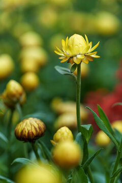 黄色麦秆菊