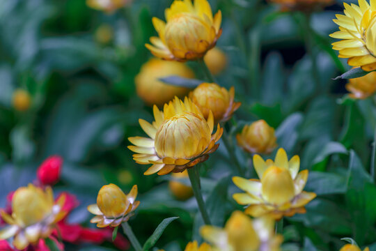 金黄色麦秆菊