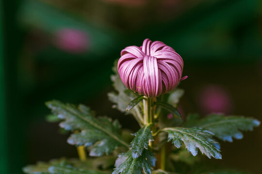 紫色菊花