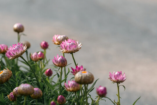 麦秆菊