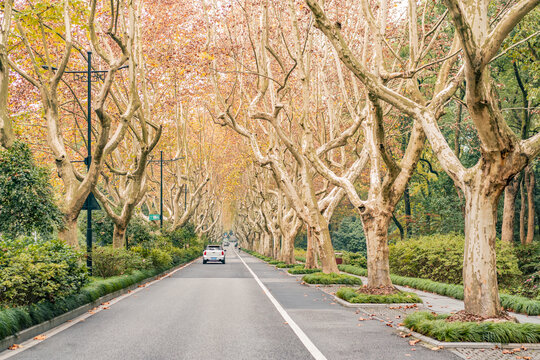 道路两旁黄色梧桐树秋景