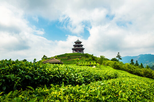 广西布央仙人山茶山茶园茶叶