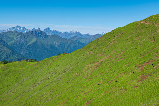 川西达瓦更扎山脉山川雪山牦牛