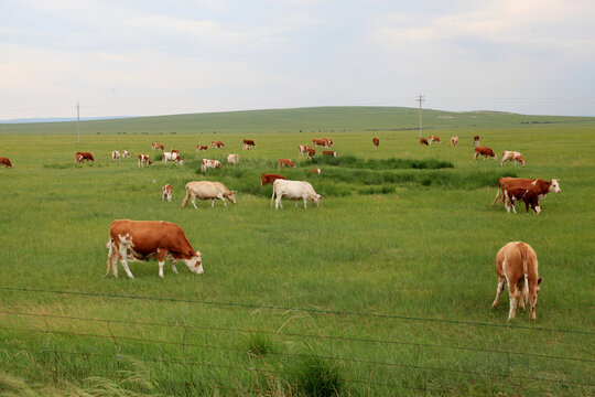 草原牧场