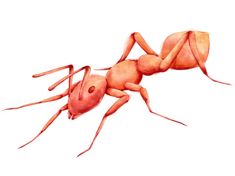 水彩昆虫蚂蚁