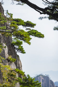 安徽黄山自然风景区的松树