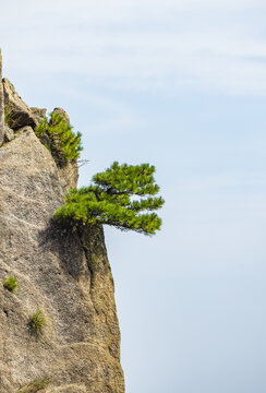 安徽黄山自然风景区的松树