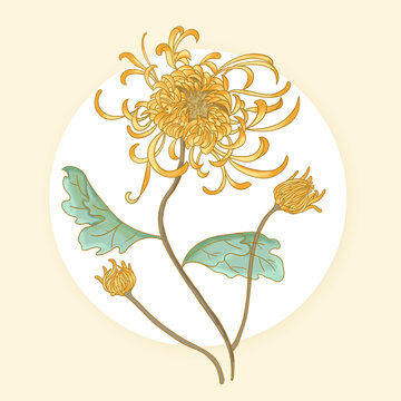 手繪菊花植物