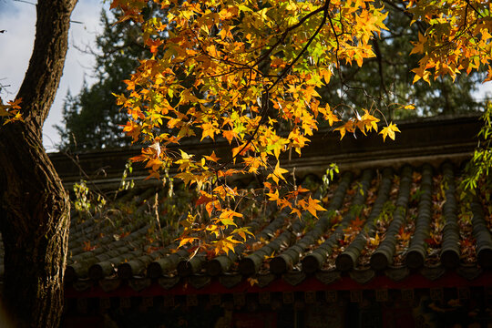 北京市香山公园秋色