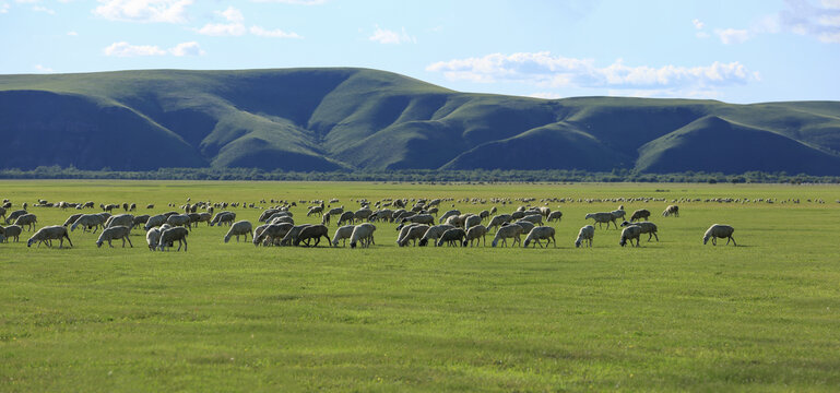 草原牧场羊群吃草