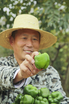 手里拿着新鲜青圆椒