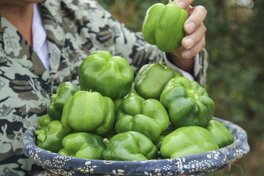 手里拿着新鲜青圆椒