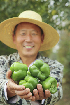 手里拿着新鲜青圆椒