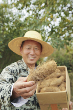 手里拿着新鲜毛薯