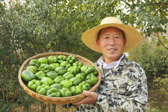 手里拿着新鲜青圆椒