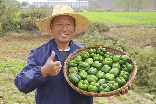 手里拿着新鲜青圆椒