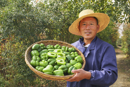 手里拿着新鲜青圆椒