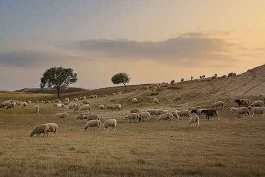 乌兰布统大草原的羊群6