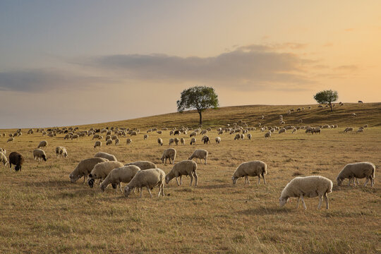 乌兰布统大草原的羊群10