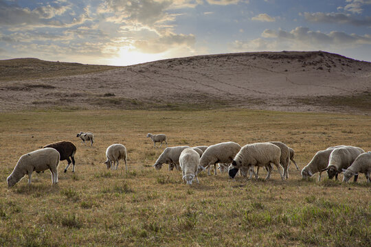 乌兰布统大草原的羊群11