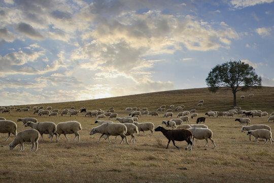 乌兰布统大草原的羊群12
