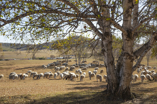 乌兰布统大草原的羊群15