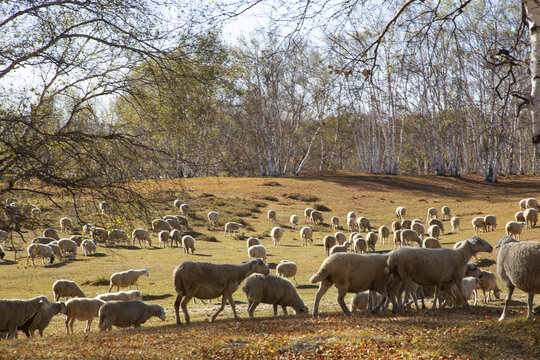 乌兰布统大草原的羊群28