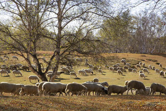 乌兰布统大草原的羊群29