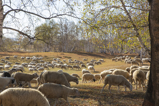 乌兰布统大草原的羊群34