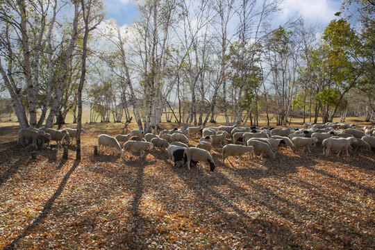 乌兰布统大草原的羊群64
