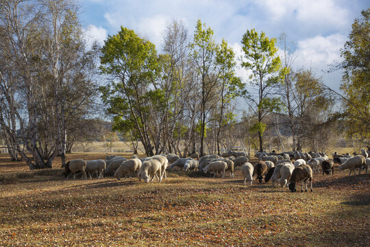 乌兰布统大草原的羊群82