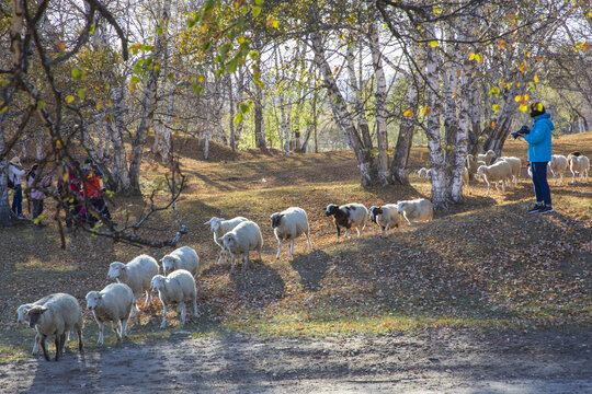 乌兰布统大草原的羊群106