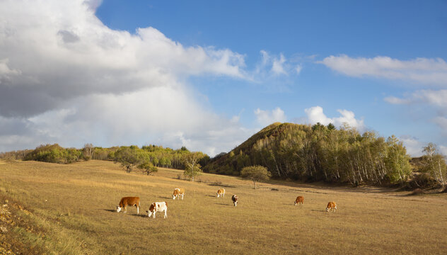 乌兰布统大草原的牛群2