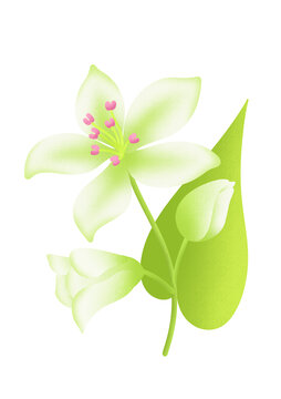 喬麥花