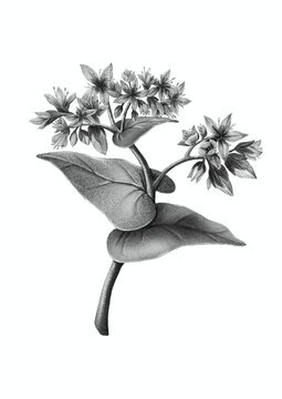 素描蕎麥