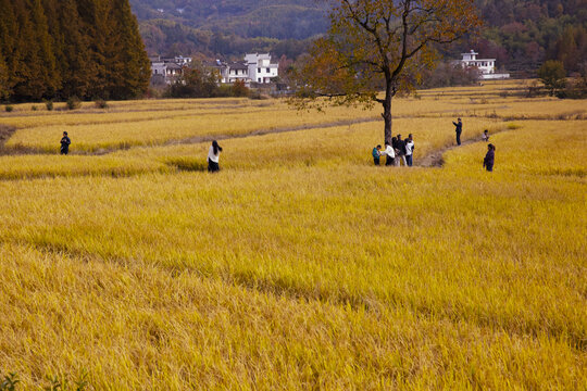 塔川秋色