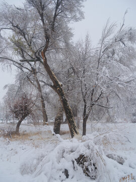 冬雪