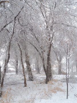 雪林