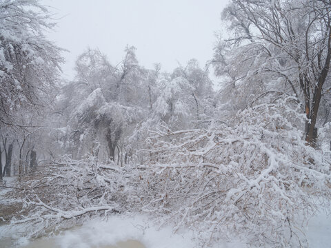 雪林