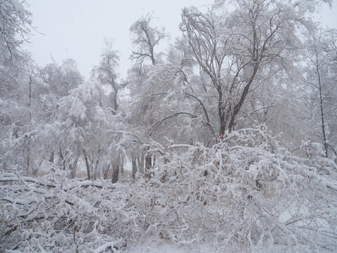 雪林