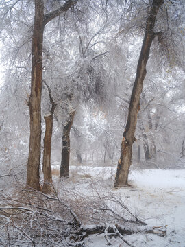 北方的雪