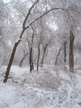 北方的雪