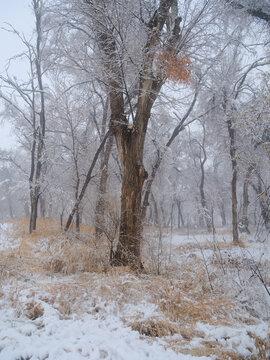 冬雪