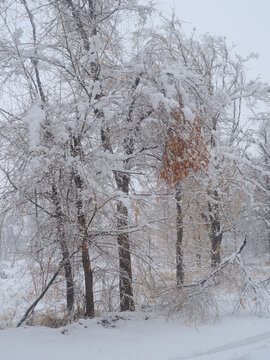 雪林